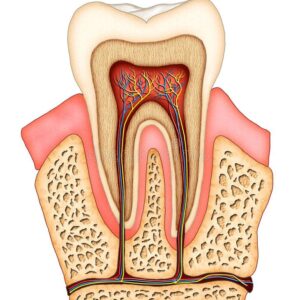 Dental Anatomy Course