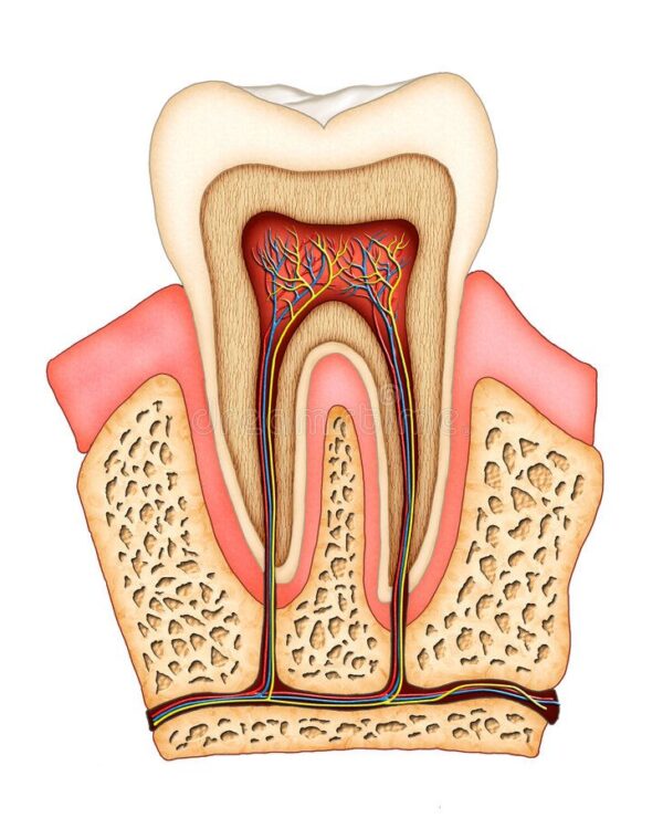 Dental Anatomy Course