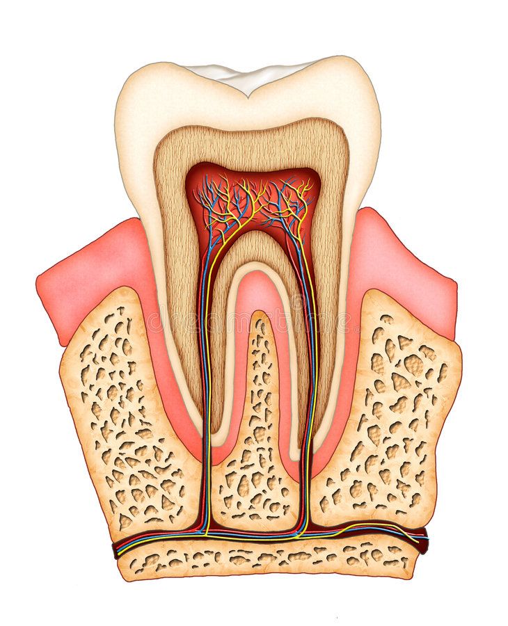 Dental Anatomy Course